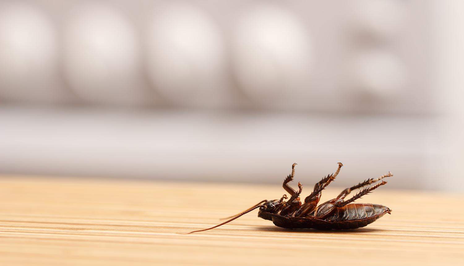 The Romance of Bug Bounties