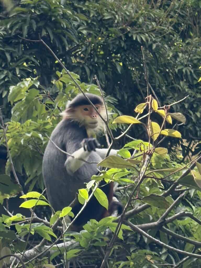 Red-shanked Douc Langur on Sơn Trà Mountain, Company Retreat 2026 in Da Nang